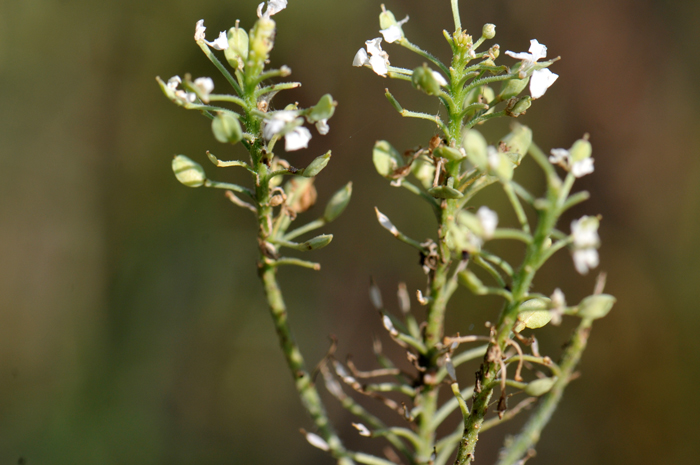 Mesa Pepperwort; note in the photograph that this species has round flattened seed pods which are botanically called a silique: a silique is a type of fruit with the length being more than three times the width: when the length is less than three times the width of the dried fruit it is referred to as a silicle). Lepidium alyssoides